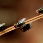 Pest Control SEO